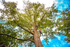 Best Emergency Tree Removal  in Alpharetta, GA