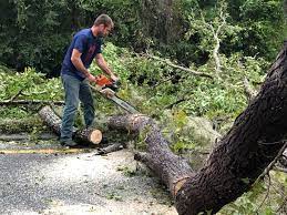 Trusted Alpharetta, GA Tree Services Experts